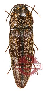 Elateridae sp. 7 (2 pcs)