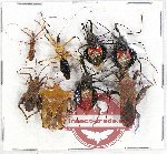 Scientific lot no. 392 Heteroptera (8 pcs A-, A2)