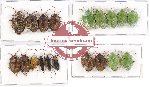 Scientific lot no. 412 Heteroptera (19 pcs - 5 pcs A2)
