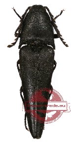 Leptinostethus sp. 1