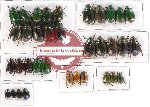 Scientific lot no. 141 Rutelinae (35 pcs A, A-, A2)