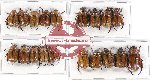 Scientific lot no. 143 Rutelinae (19 pcs - 10 pcs A-, A2)