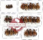 Scientific lot no. 144 Rutelinae (21 pcs - 5 pcs A2)