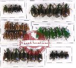 Scientific lot no. 140 Rutelinae (33 pcs A, A-, A2)