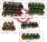 Scientific lot no. 138 Rutelinae (37 pcs A, A-, A2)