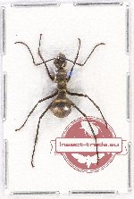 Formicidae sp. 71A