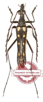 Ocalemia hayashii Ohbayashi et Sato, 1999