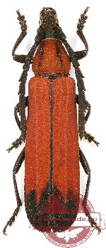 Erythrus sp. 12