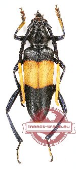 Pachyteria sp. 4 (cf. dimidiata)