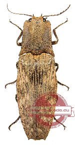 Elateridae sp. 11