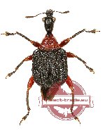 Attelabidae sp. 4