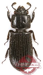 Passalidae sp. 32