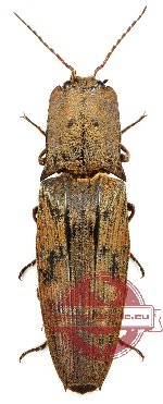 Elateridae sp. 15