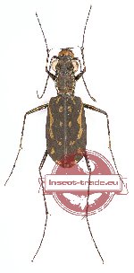 Lophyra striolata