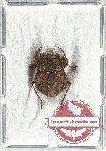 Nerthra sp. 3 (Gelastocoridae) (10 pcs)