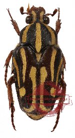 Ixorida (Mecinonota) regia ssp. engganica