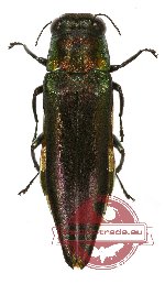 Agrilus sp. 35