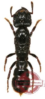 Formicidae sp. 43 (wood species) (10 pcs)