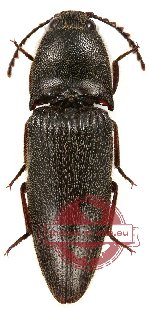 Elateridae sp. 19 (5 pcs)