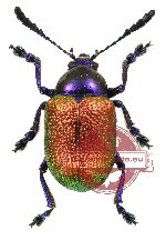 Platycorynus sp. 1 (A2)