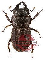 Aegus lansbergei