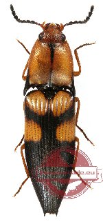 Elateridae sp. 22 (10 pcs)