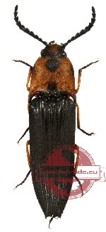 Elateridae sp. 21