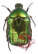 Cetonia (s.str.) aurata ssp. viridiventris (2 pcs)