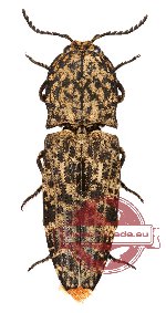 Elateridae sp. 23