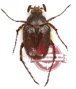 Plochiliana peyrierasi (A2)