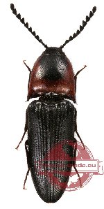 Elateridae sp. 24