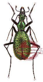 Carabus (Coptolabrodes) hackeli Březina et Imura, 1997