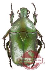 Pseudotorynorrhina japonica