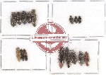 Scientific lot no. 93 Elateridae (16 pcs)