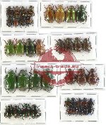 Scientific lot no. 167 Rutelinae (41 pcs)