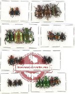 Scientific lot no. 172 Rutelinae (23 pcs)