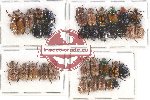 Scientific lot no. 177 Rutelinae (34 pcs - 6 pcs A2)