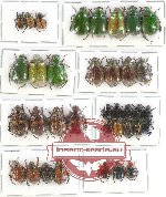 Scientific lot no. 174 Rutelinae (36 pcs)