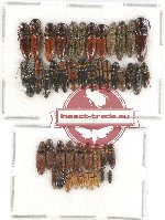 Scientific lot no. 106A Elateridae (46 pcs)