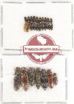 Scientific lot no. 102 Elateridae (28 pcs)