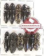 Scientific lot no. 97 Elateridae (11 pcs)