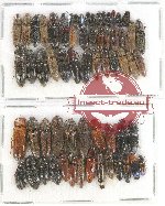 Scientific lot no. 91 Elateridae (64 pcs)