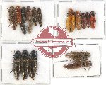 Scientific lot no. 96 Elateridae (18 pcs)