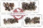 Scientific lot no. 352 Curculionidae (27 pcs)