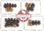 Scientific lot no. 76 Melolonthinae (Apogonia spp.) (26 pcs)