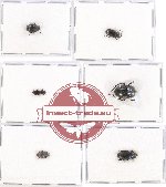 Scientific lot no. 184 Tenebrionidae (6 pcs A, A-, A2)