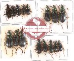 Scientific lot no. 288 Carabidae (Chlaenius spp.) (16 pcs A, A-, A2)
