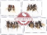Scientific lot no. 6 Formicidae (17 pcs)