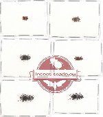 Scientific lot no. 185 Tenebrionidae (6 pcs)