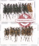Scientific lot no. 94 Cerambycidae (Lepturinae) (20 pcs)